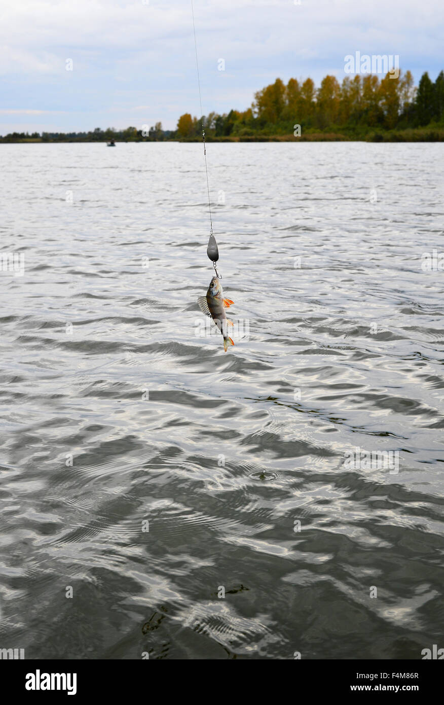 Catturati nella filatura pesce persico con un gancio in bocca è appesa sopra l'acqua Foto Stock