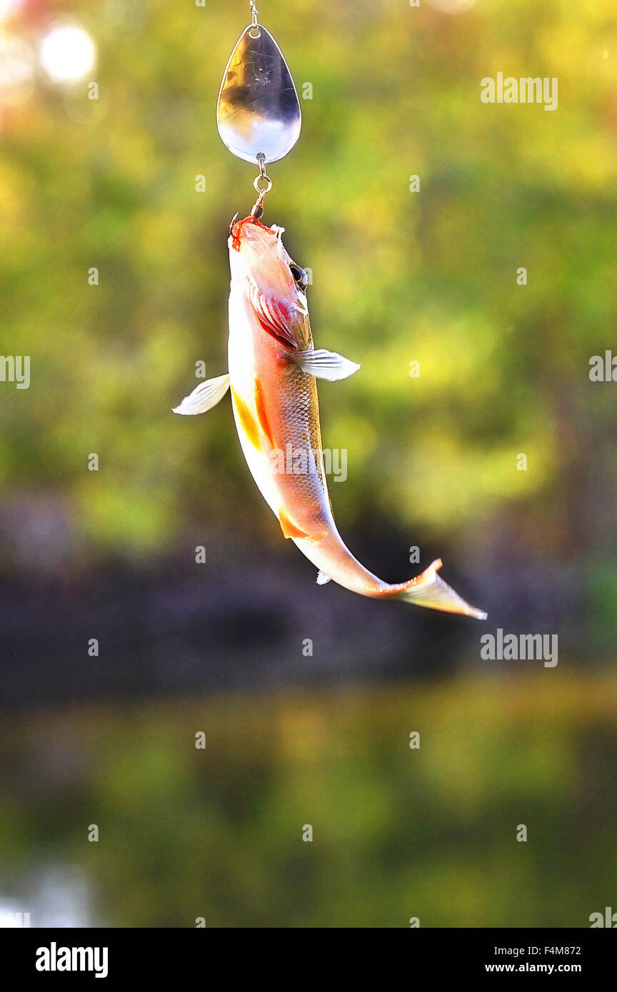 Catturati nella filatura pesce persico con un gancio in bocca è appesa sopra l'acqua Foto Stock
