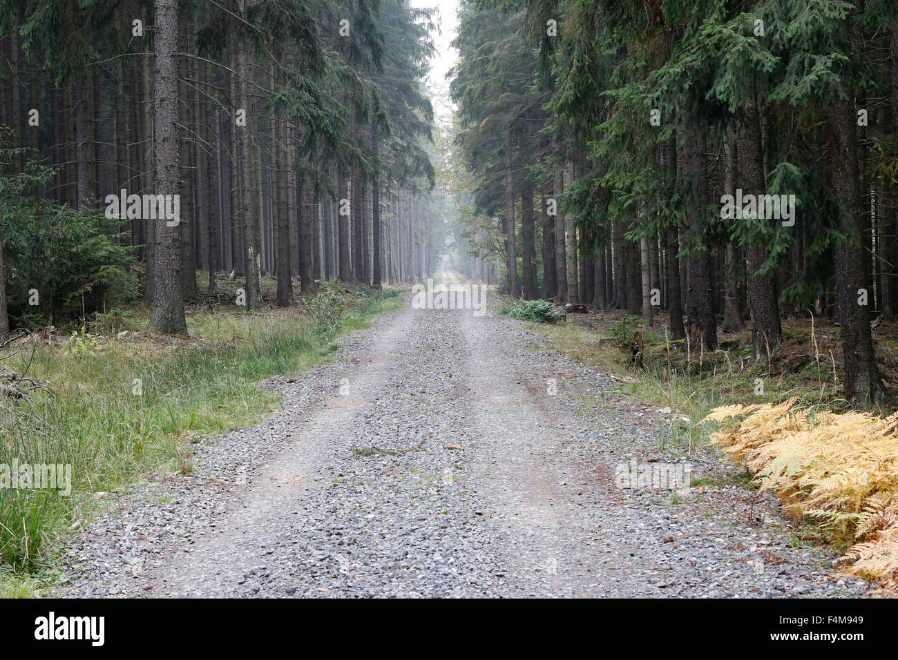 Strada forestale nel bosco di conifere Foto Stock