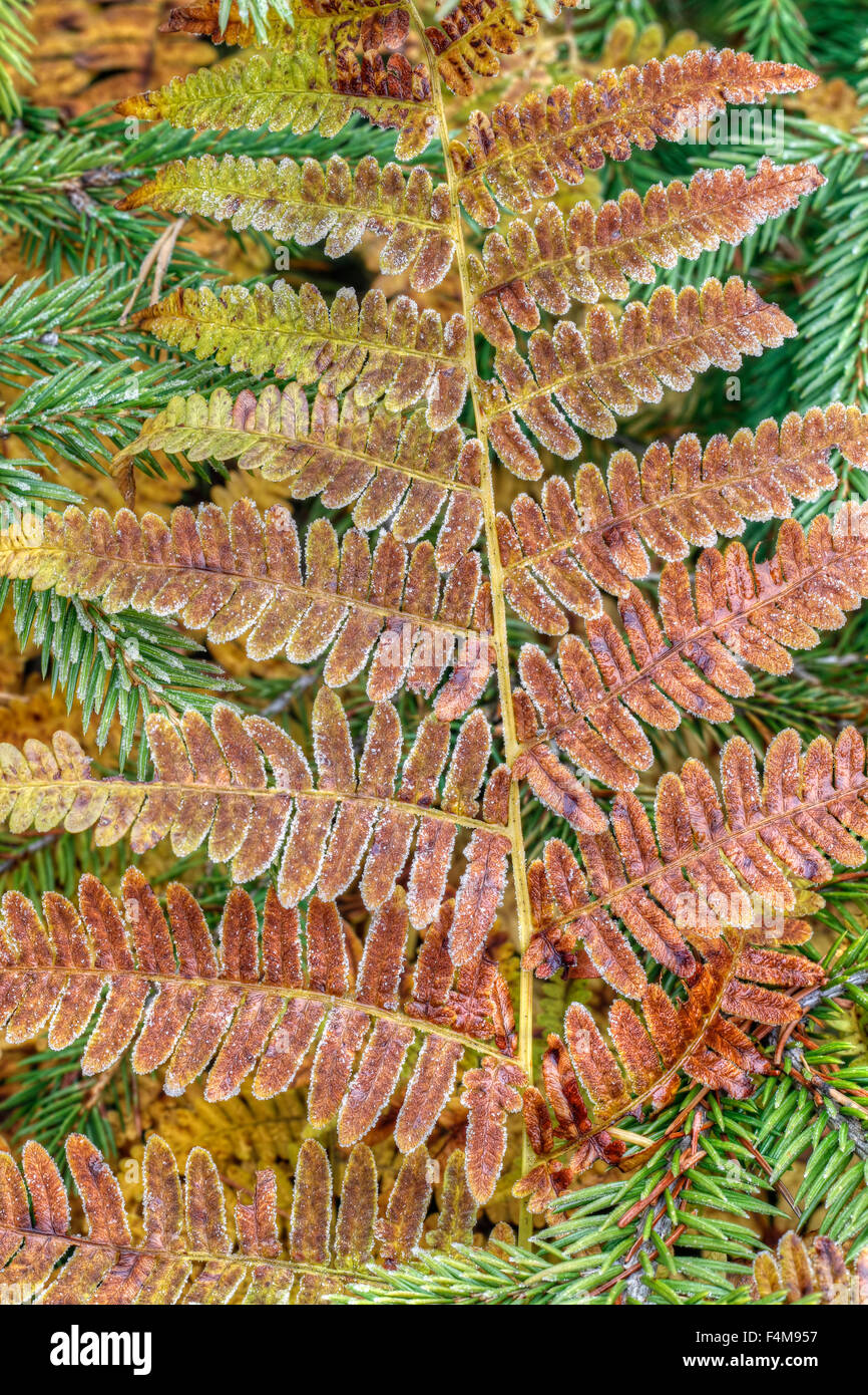 Congelati foglia di felce Foto Stock