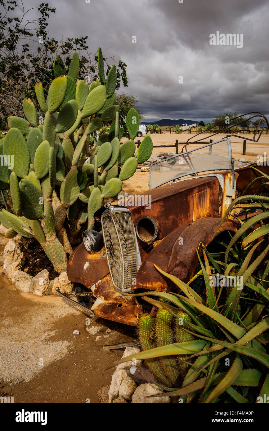 Vecchia ruggine auto da piante di cactus in solitario, un piccolo insediamento nella regione di Khomas della Namibia centrale, Africa Foto Stock