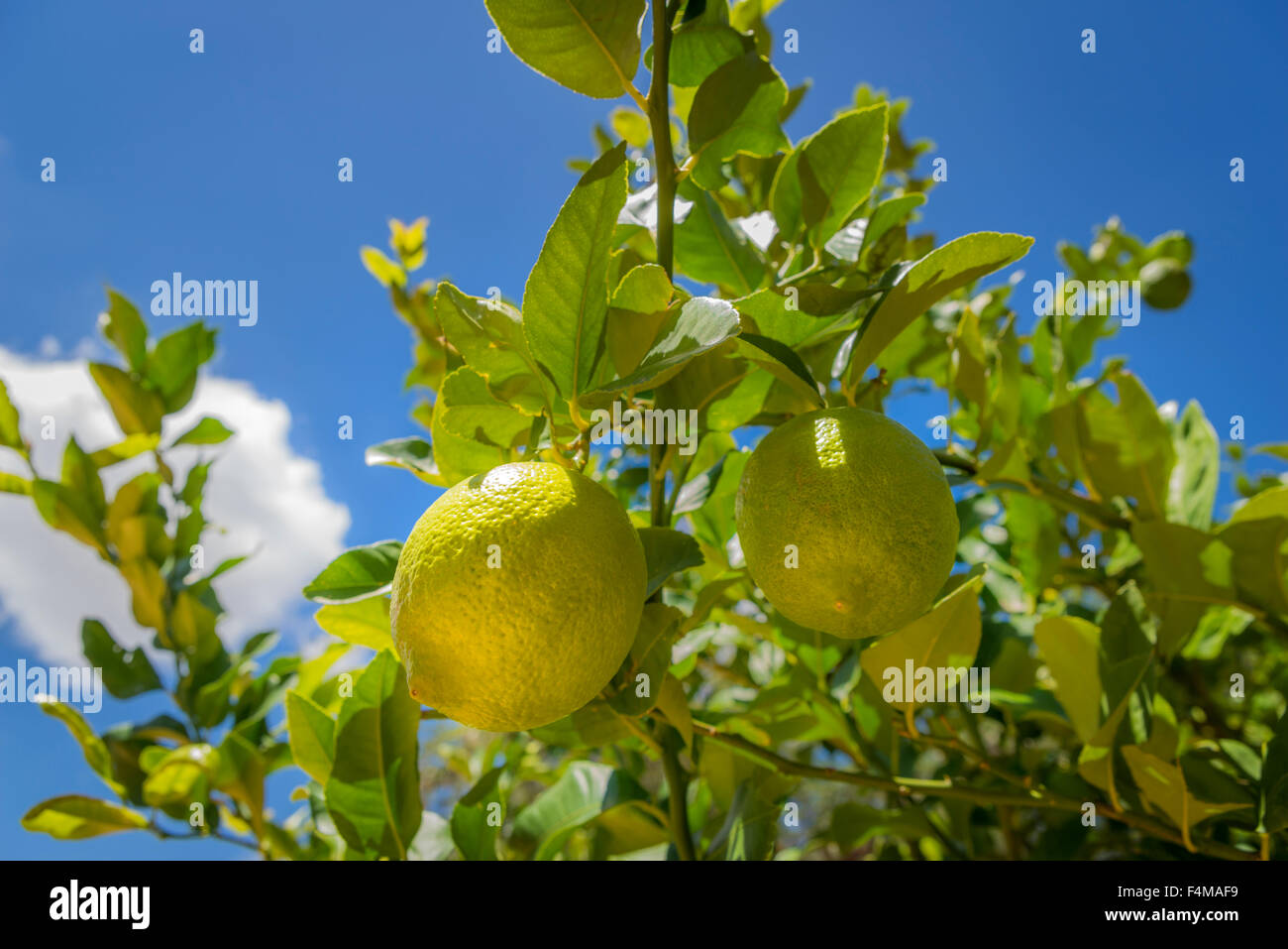 I limoni che cresce sull'albero, l'Okonjima, Namibia, Islanda Foto Stock