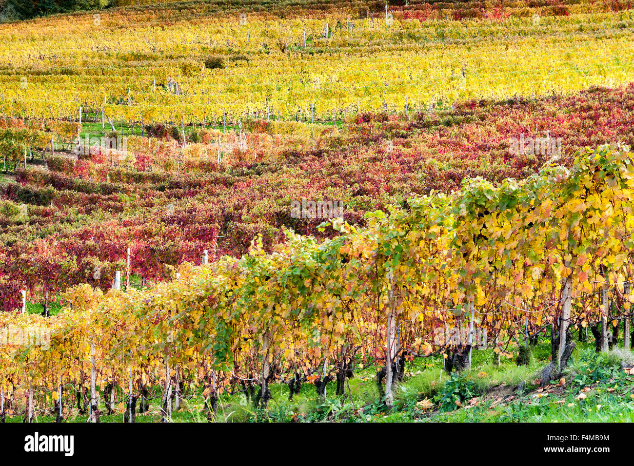 Colori dell'autunno in vigna Foto Stock