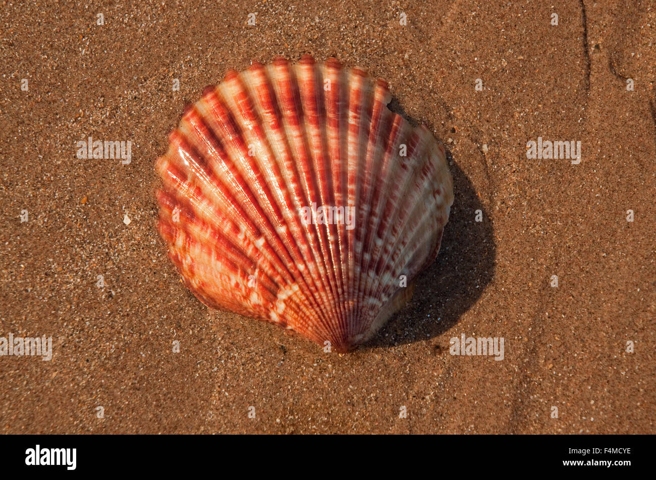 Regina smerlo shell su Gullane Beach Foto Stock