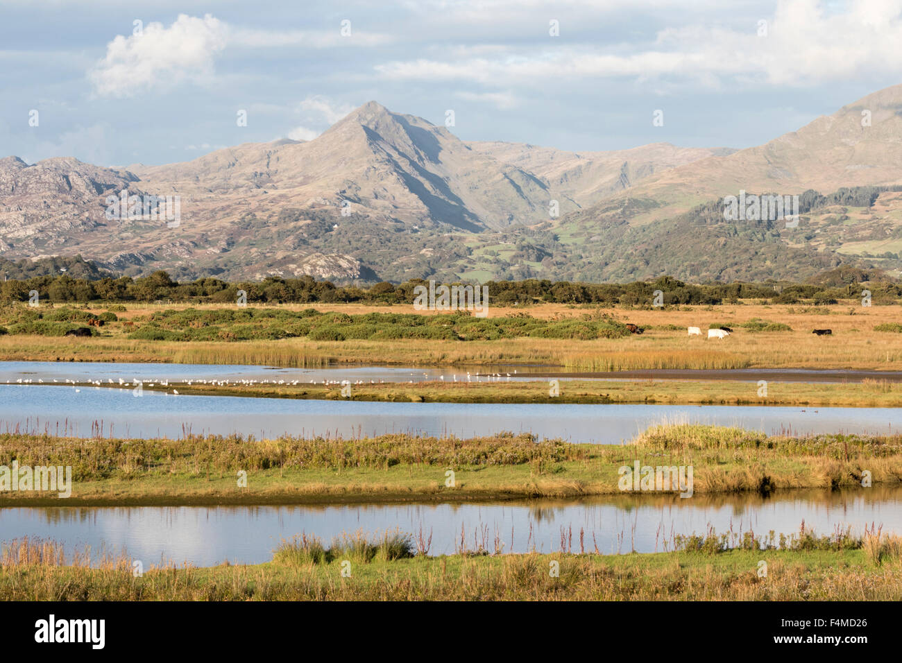 Guardando attraverso l'estuario di marea del Afon Glaslyn verso la montagna Chinict Snowdonia National Park, Wales, Regno Unito Foto Stock