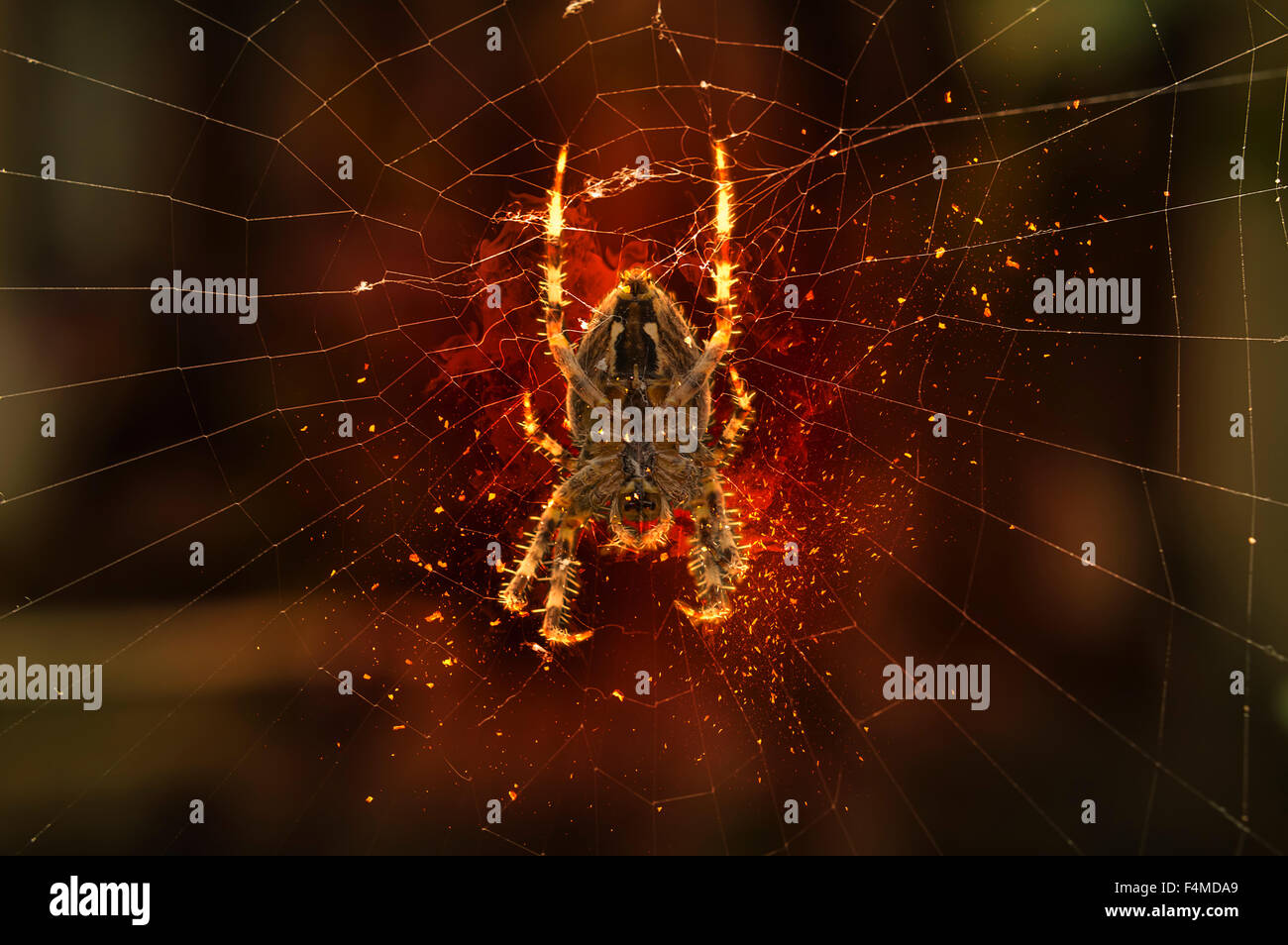 Spider su spider web. Illustrazione di fuoco Foto Stock