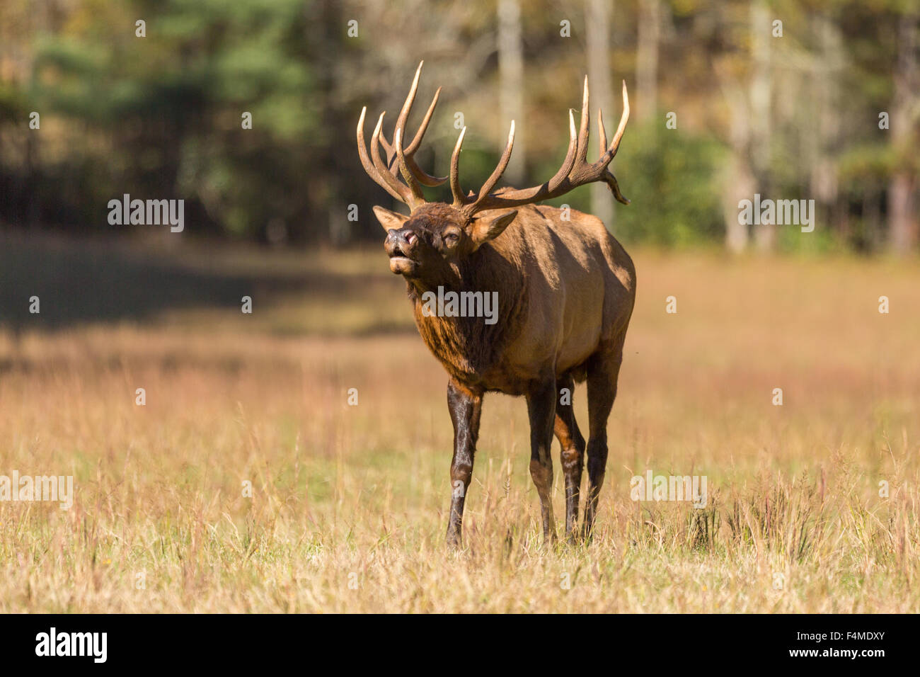 Una bull elk bugles durante la caduta rut in Cataloochee vallata del Parco Nazionale di Great Smoky Mountains in Cataloochee, North Carolina. Foto Stock