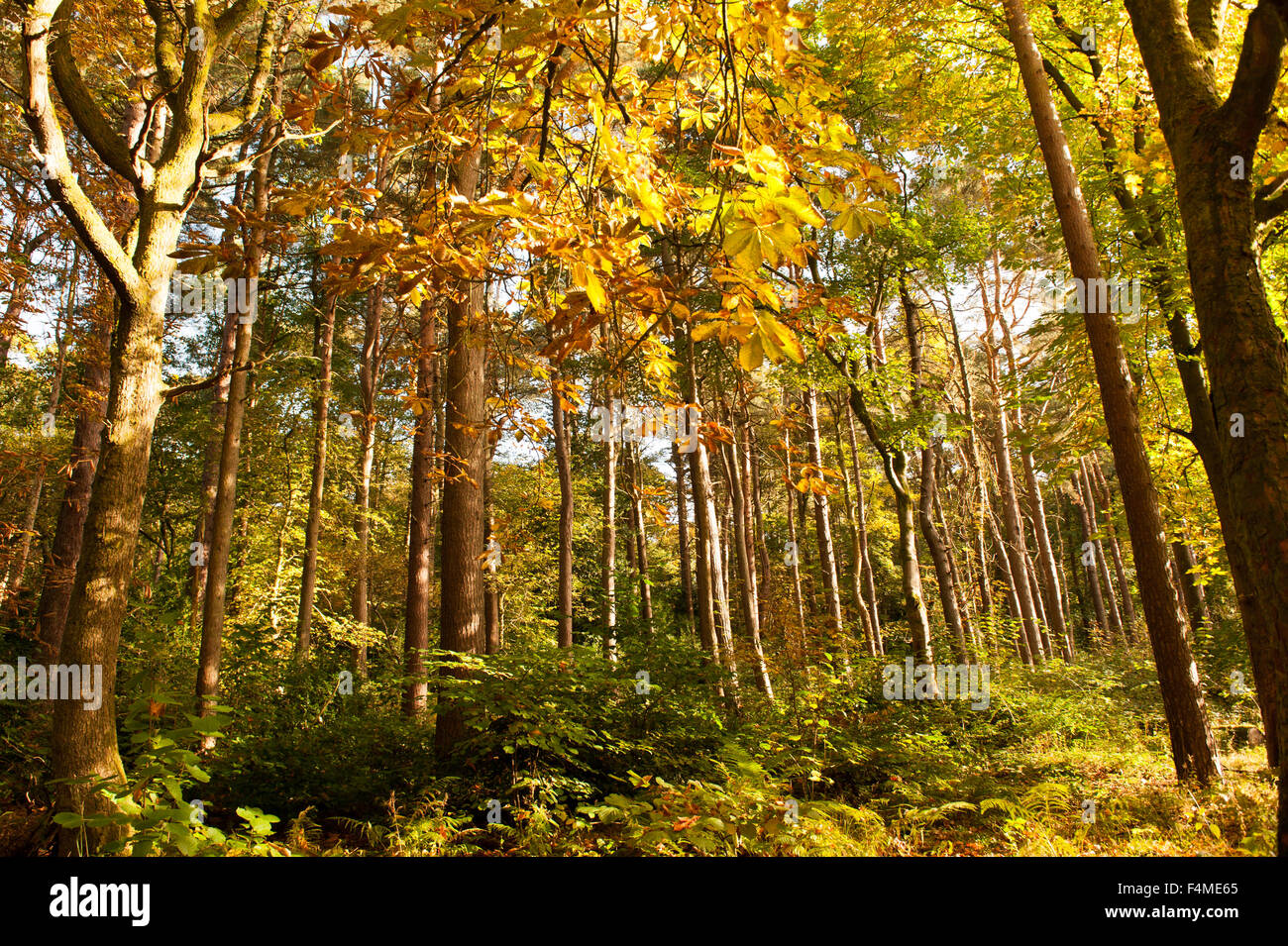 Glasgow, Scotland, Regno Unito. Xx oct, 2015. Gli alberi sono accesi in autunno bello e mite sole in Pollok Park, Glasgow. Credito: Tony Clerkson/Alamy Live News Foto Stock