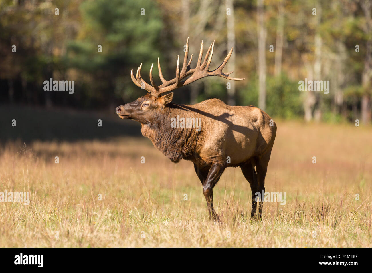 Una bull elk durante la caduta rut in Cataloochee vallata del Parco Nazionale di Great Smoky Mountains in Cataloochee, North Carolina. Foto Stock