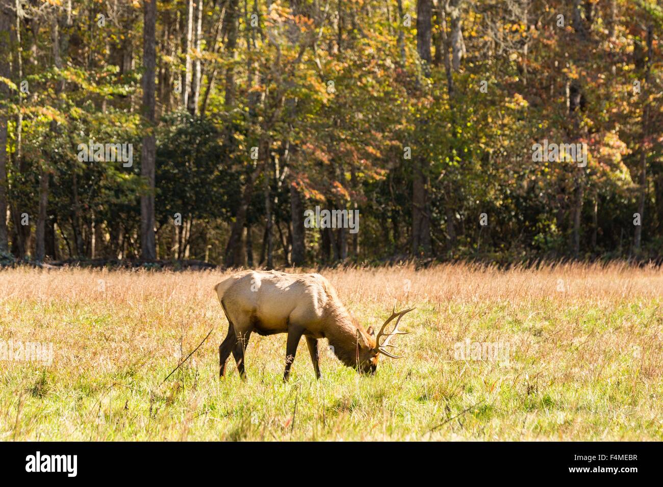 Una bull elk lambisce in Cataloochee vallata del Parco Nazionale di Great Smoky Mountains in Cataloochee, North Carolina. Foto Stock