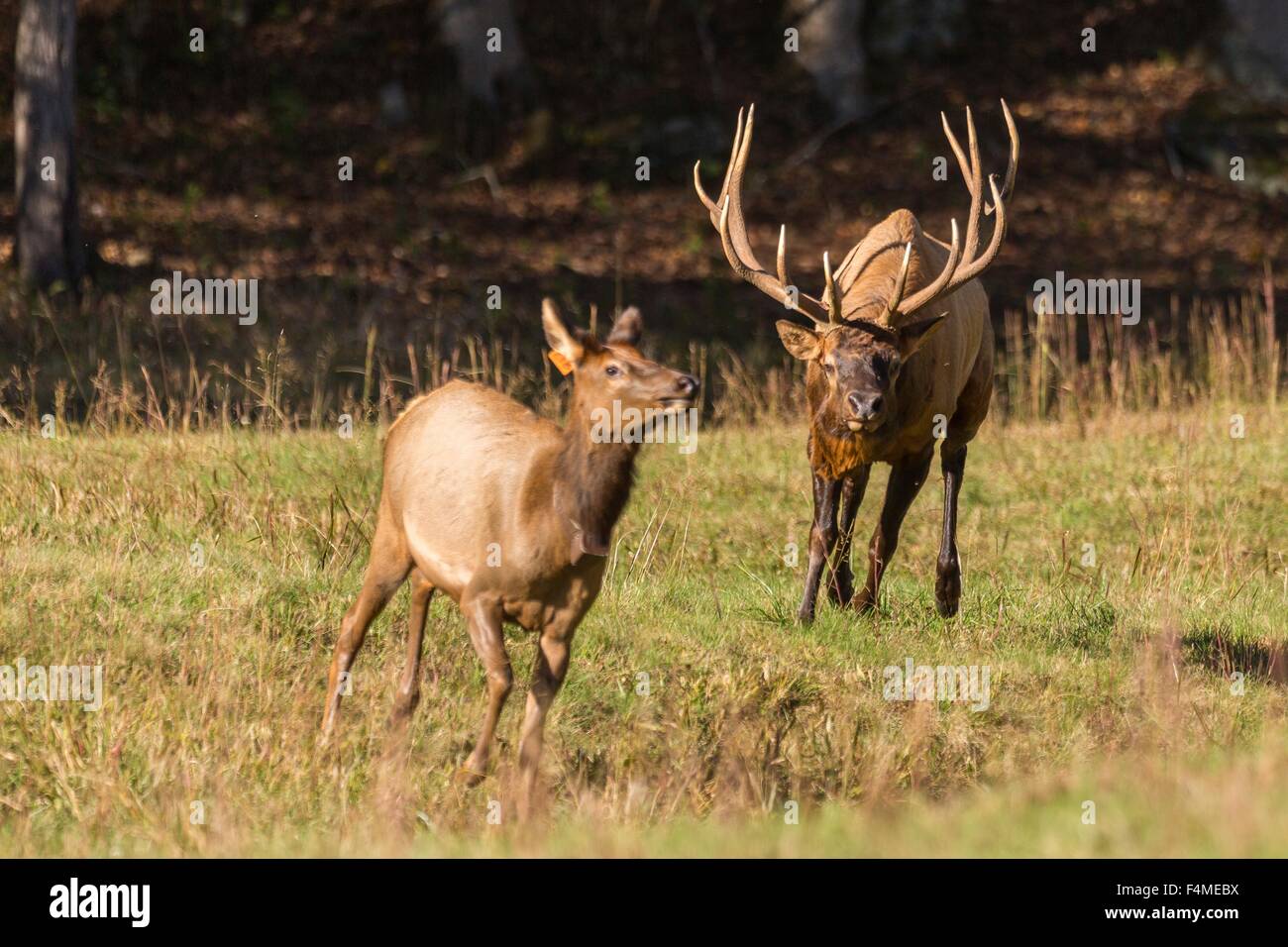 Una bull elk insegue una femmina durante la caduta rut in Cataloochee vallata del Parco Nazionale di Great Smoky Mountains in Cataloochee, North Carolina. Foto Stock