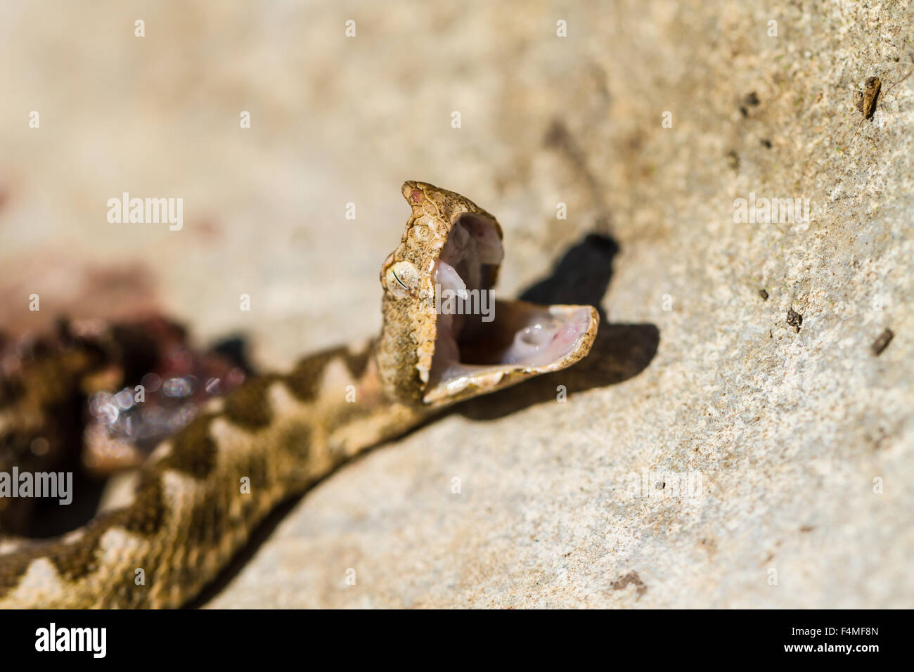 Vipera ammodytes ammodytes - Western naso-cornuto viper, ritratto Foto Stock