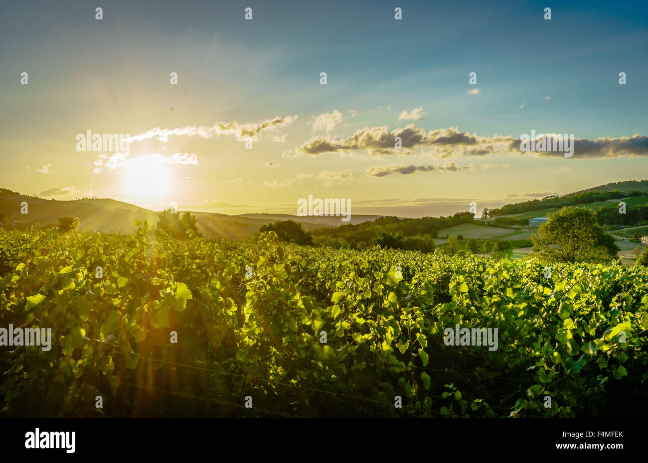 Sunrise perfetto su vigneti. Luglio, 2015. La Borgogna, Francia. Foto Stock