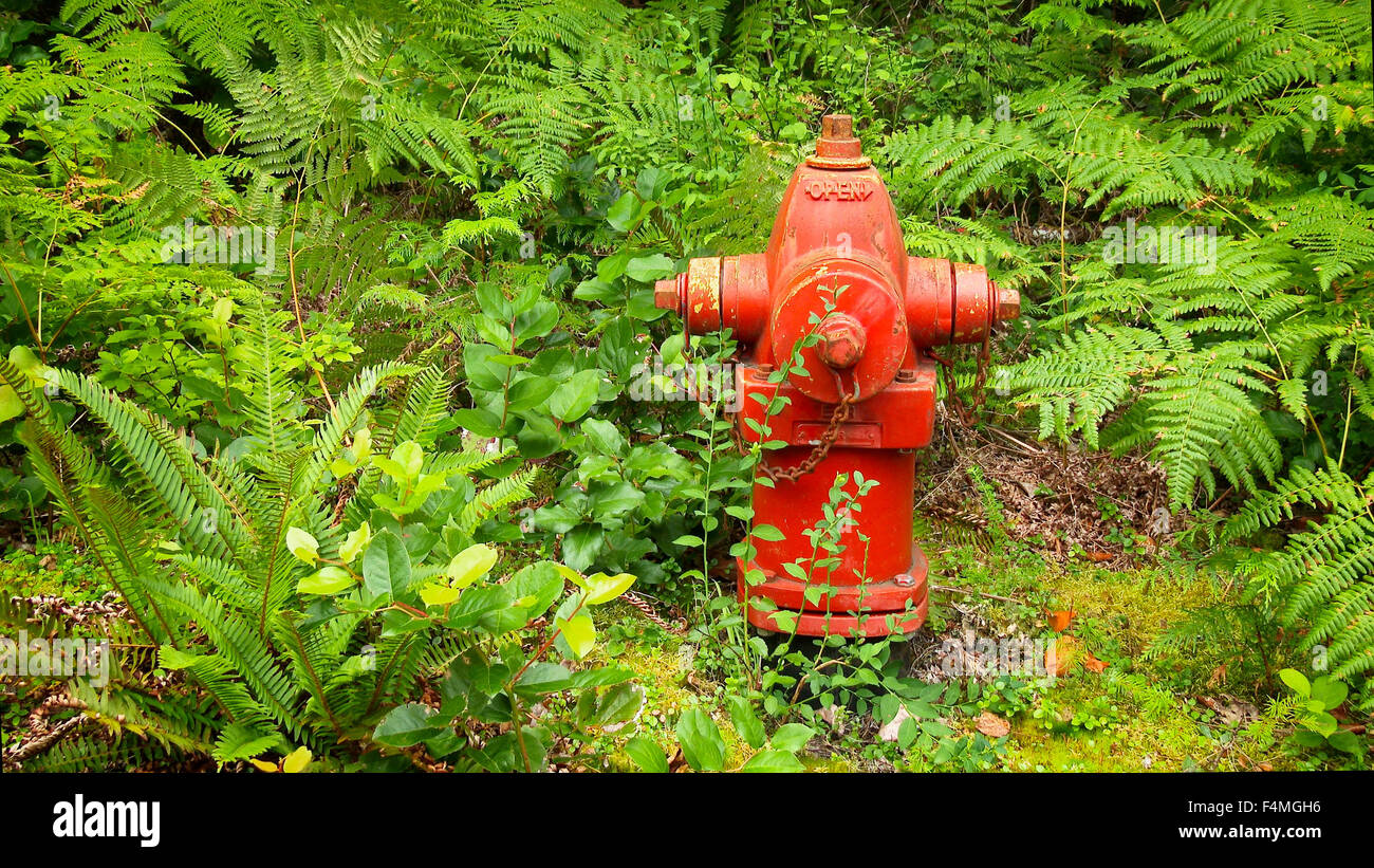 Rosso brillante idrante di fuoco circondato da lussureggianti felci nel nord-ovest del Pacifico Foto Stock