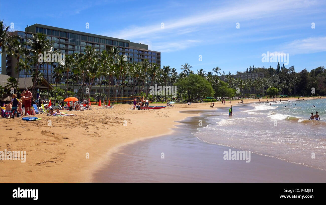 Lucertole da mare a Kalapaki Beach nella città di Nawiliwili sull'isola di Kauai Foto Stock