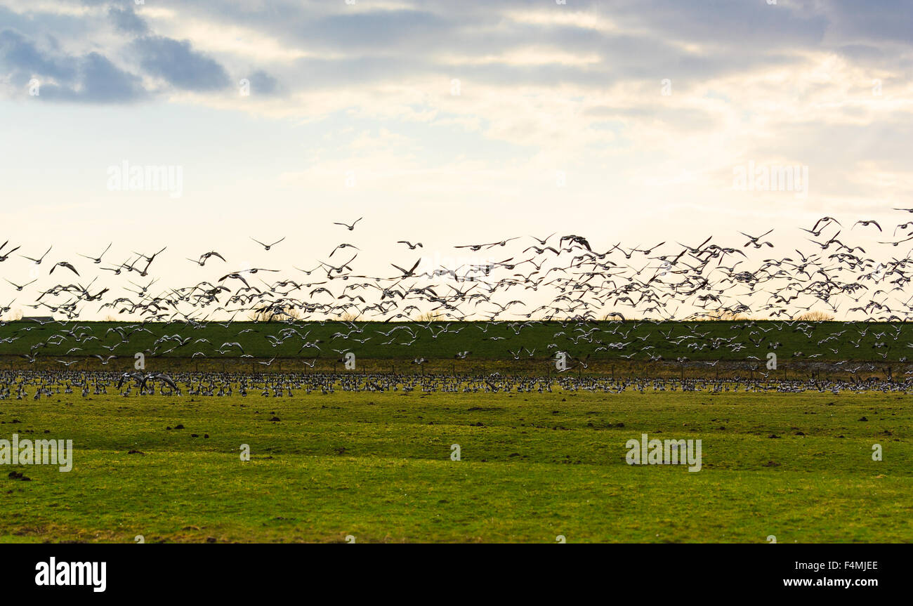 Goose volare lontano al tramonto, i Paesi Bassi, l'Europa. Foto Stock