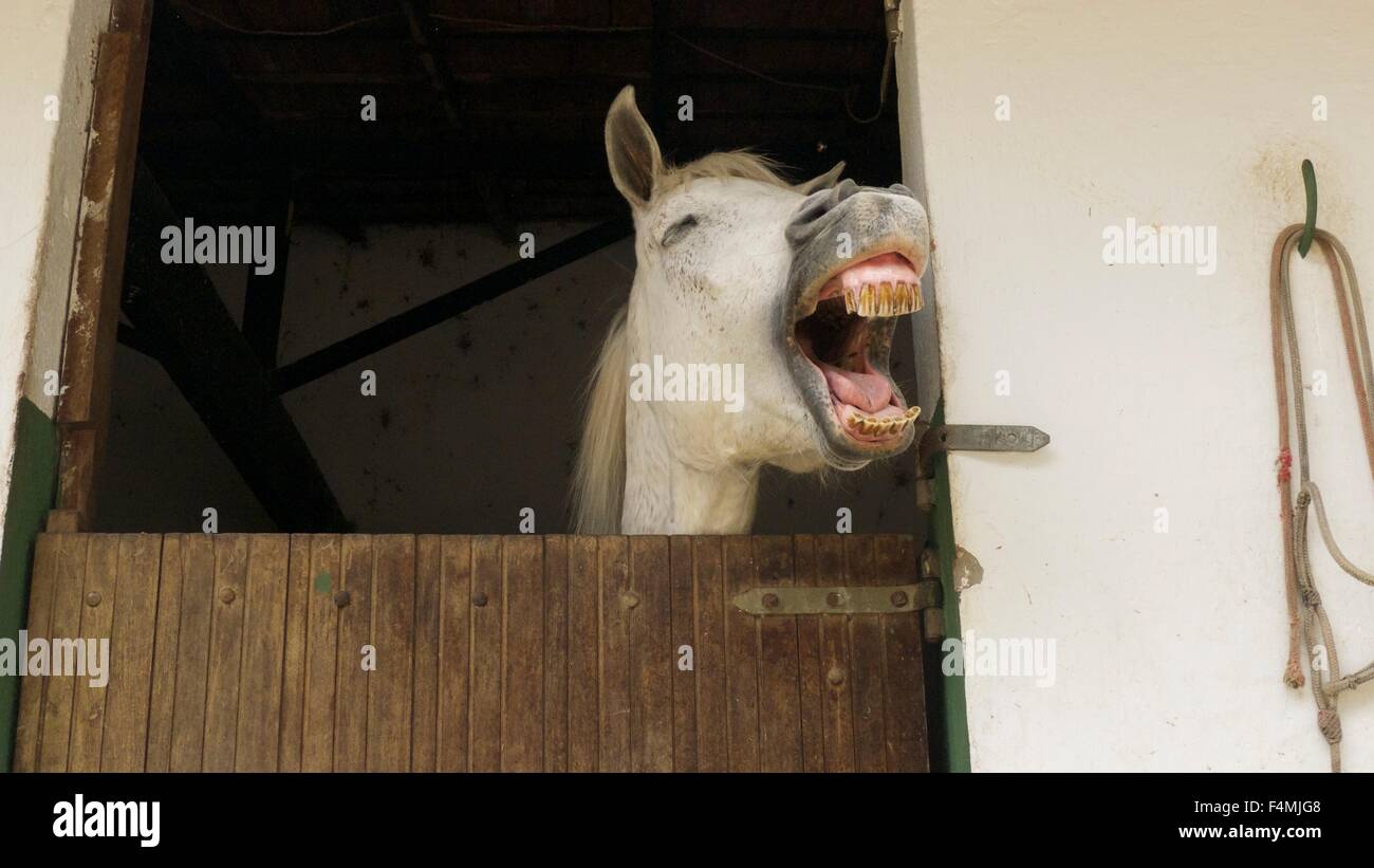 Cavallo che ride. Foto Stock