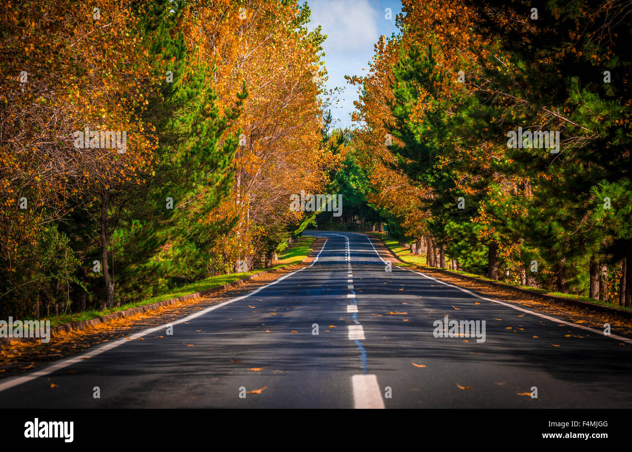 In autostrada in foresta, la regione dei laghi, fresia, Cile. Autunno in Cile Foto Stock