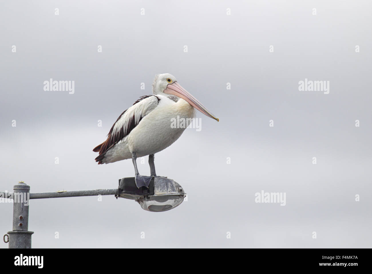 Pellicano australiano (Pelecanus conspicillatus) seduto su una lampada posta sulla riva del lago re in Lakes Entrance, Victoria, Australia Foto Stock