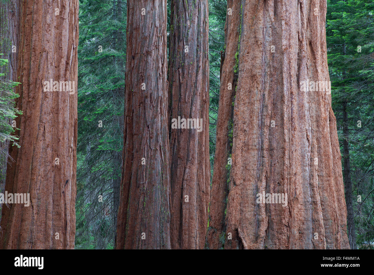 Sequoia gigante redwood alberi di Sequoia National Park, Sierra Nevada, in California Foto Stock