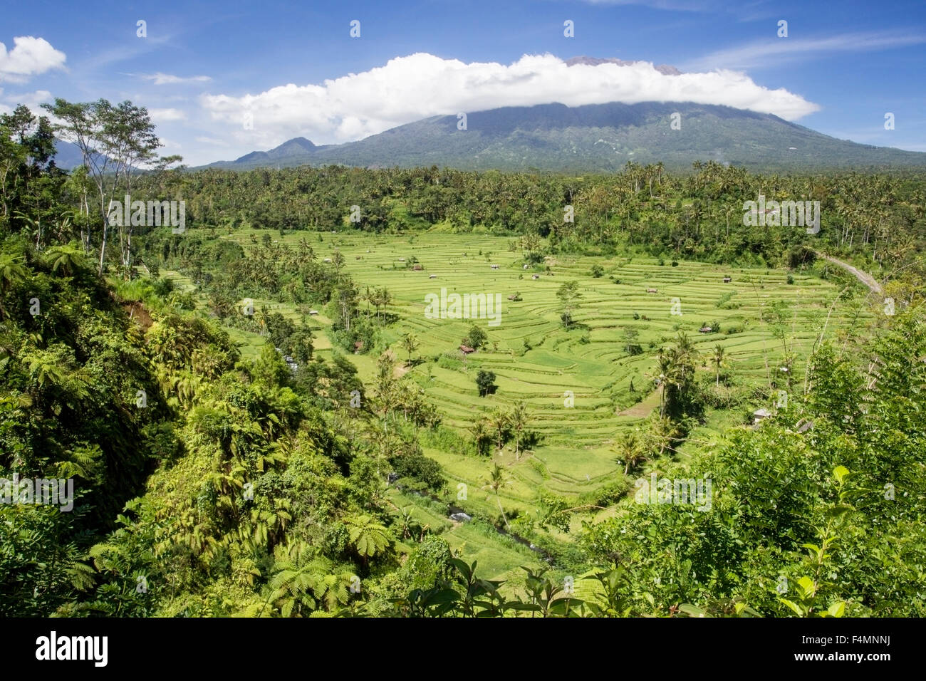 Una vista di risaie a Padang Bai, Bali, Indonesia Foto Stock