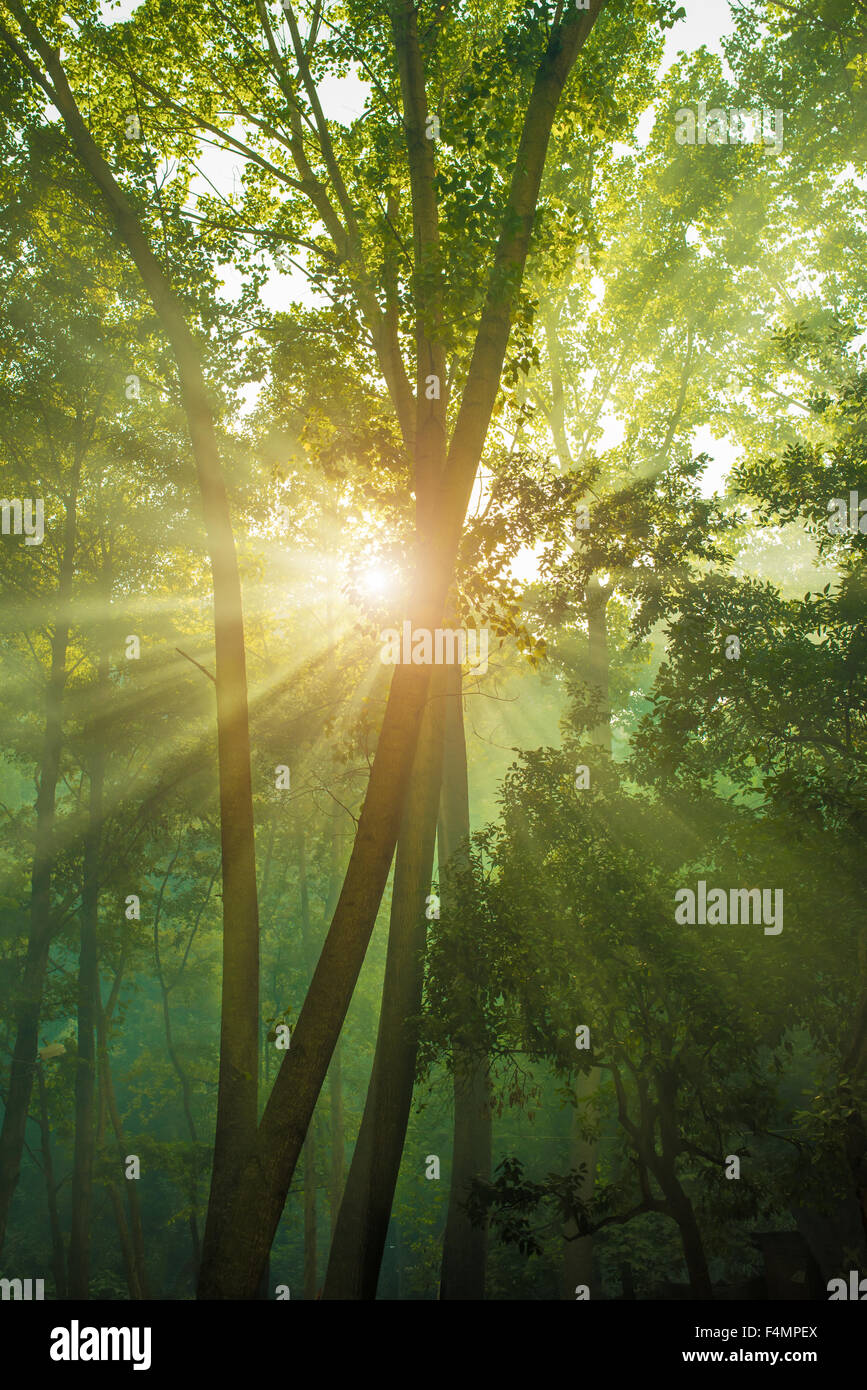 Raggi di sole e il verde della foresta Foto Stock