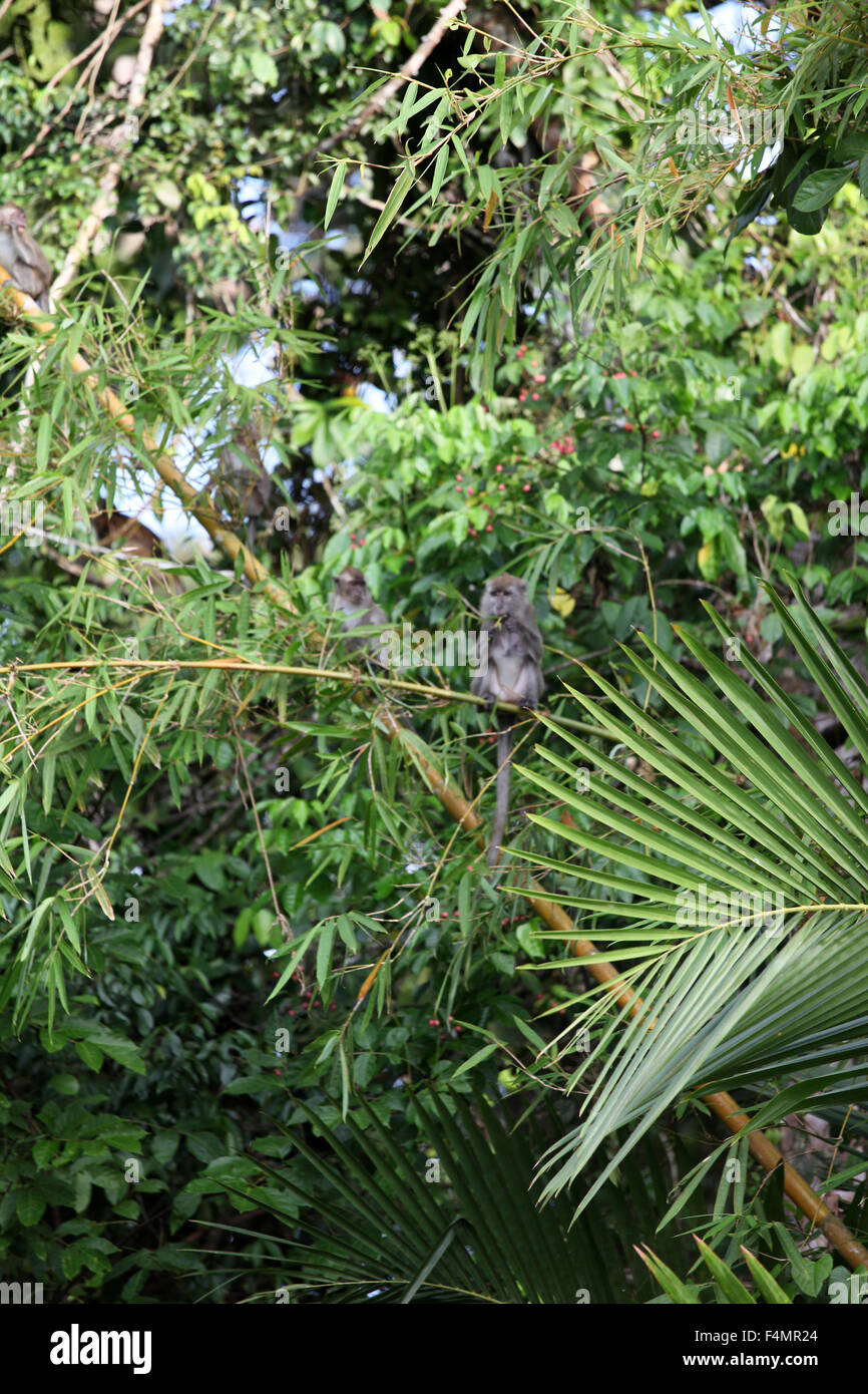 Argentato scimmie in foglia Foto Stock