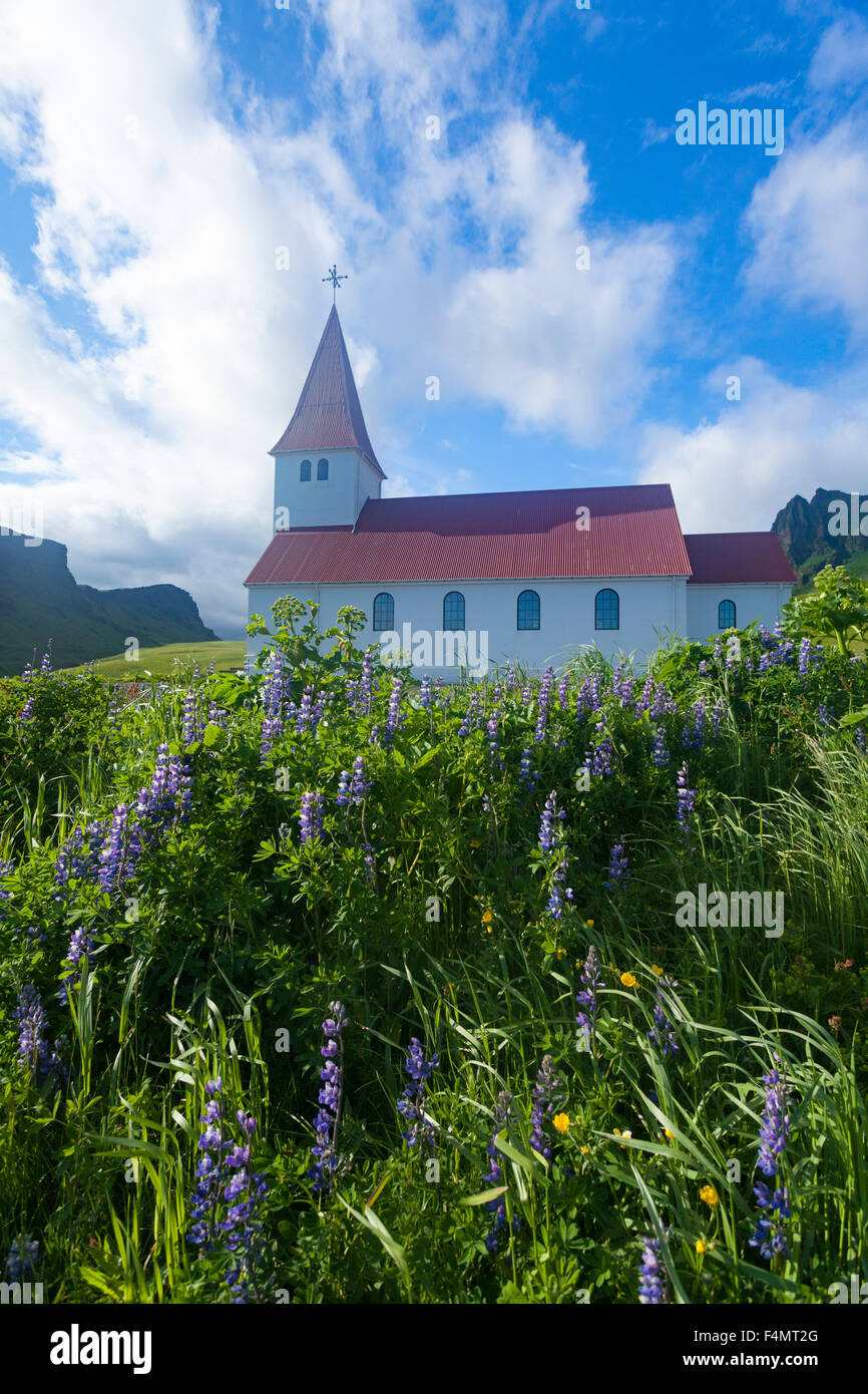 Blue Alaskan lupini Vik accanto alla chiesa, Sudhurland, Islanda. Foto Stock