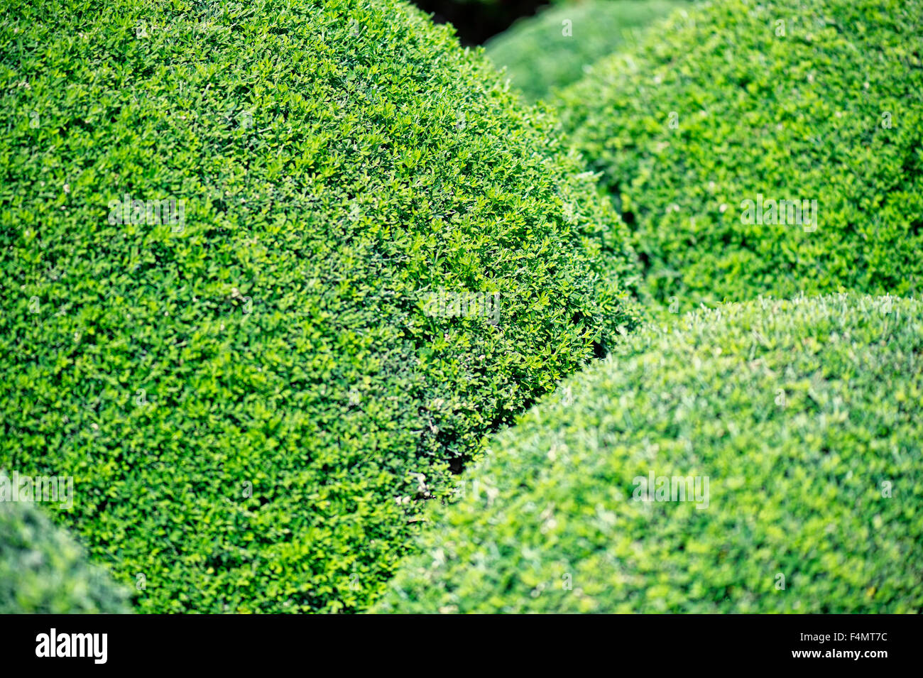Racemosus SYTISUS nana Nana genista scrub, Giardini Giapponesi in Cowra Foto Stock