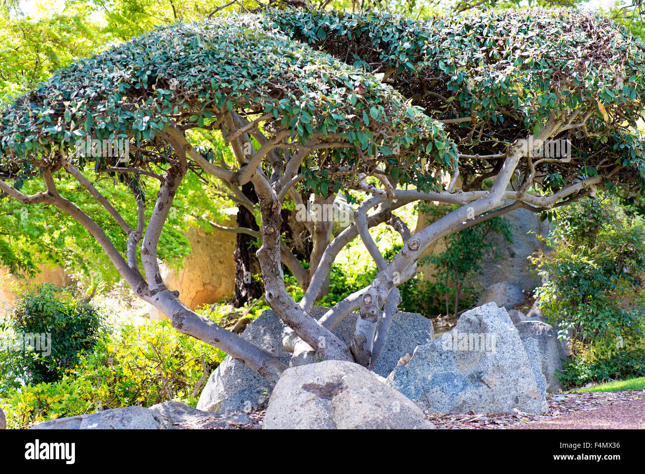 Giardini giapponesi in Cowra Foto Stock