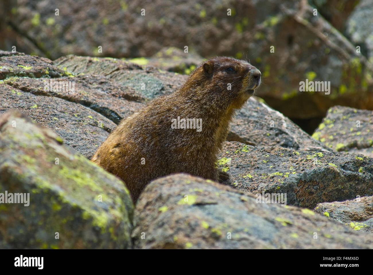 Marmotta di ventre giallo, (Marmota flaviventris), Williams Lake, Sangre de Cristo mountains, Nuovo Messico, Stati Uniti d'America. Foto Stock