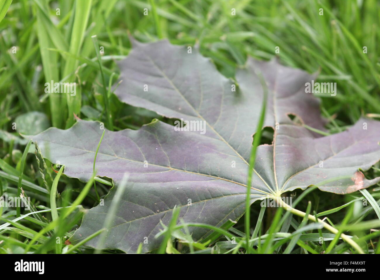 Foglia di acero di riposo in erba. Foto Stock