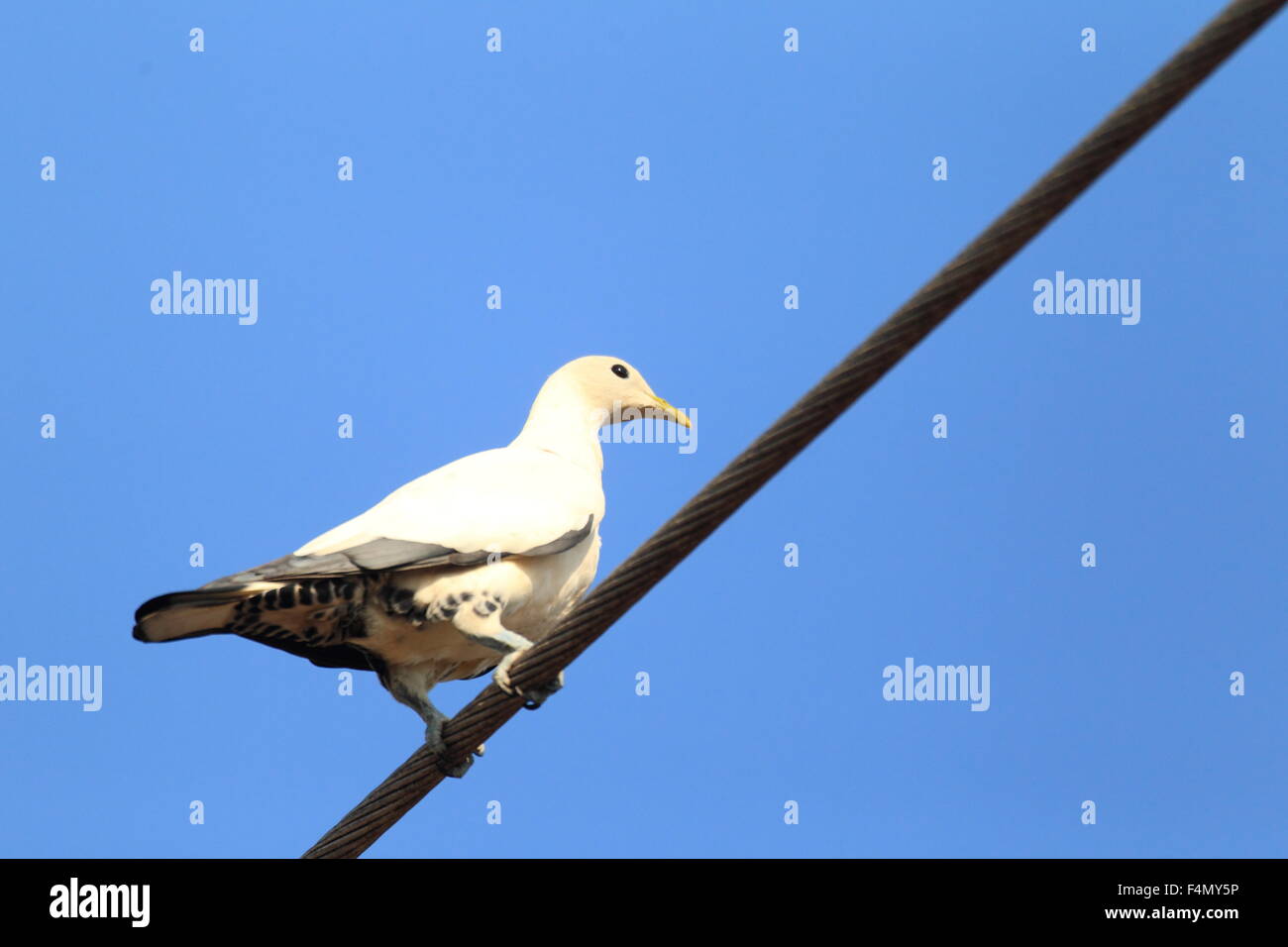 Torresian Piccione imperiale (Ducula spilorrhoa) in Cairns, Australia Foto Stock