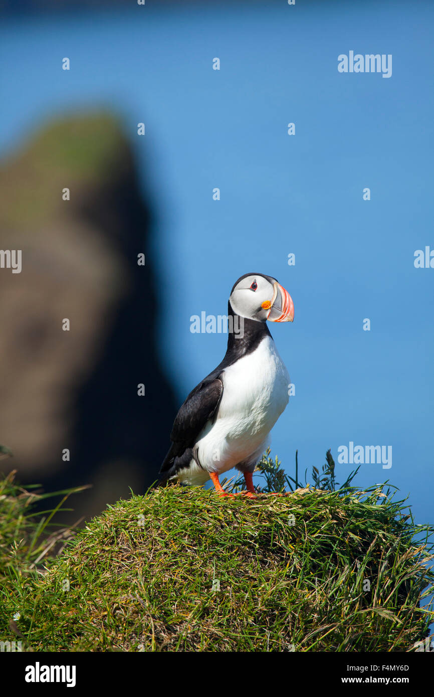 Puffin sull Isola di Heimaey, Isole Westman, Sudhurland, Islanda. Foto Stock
