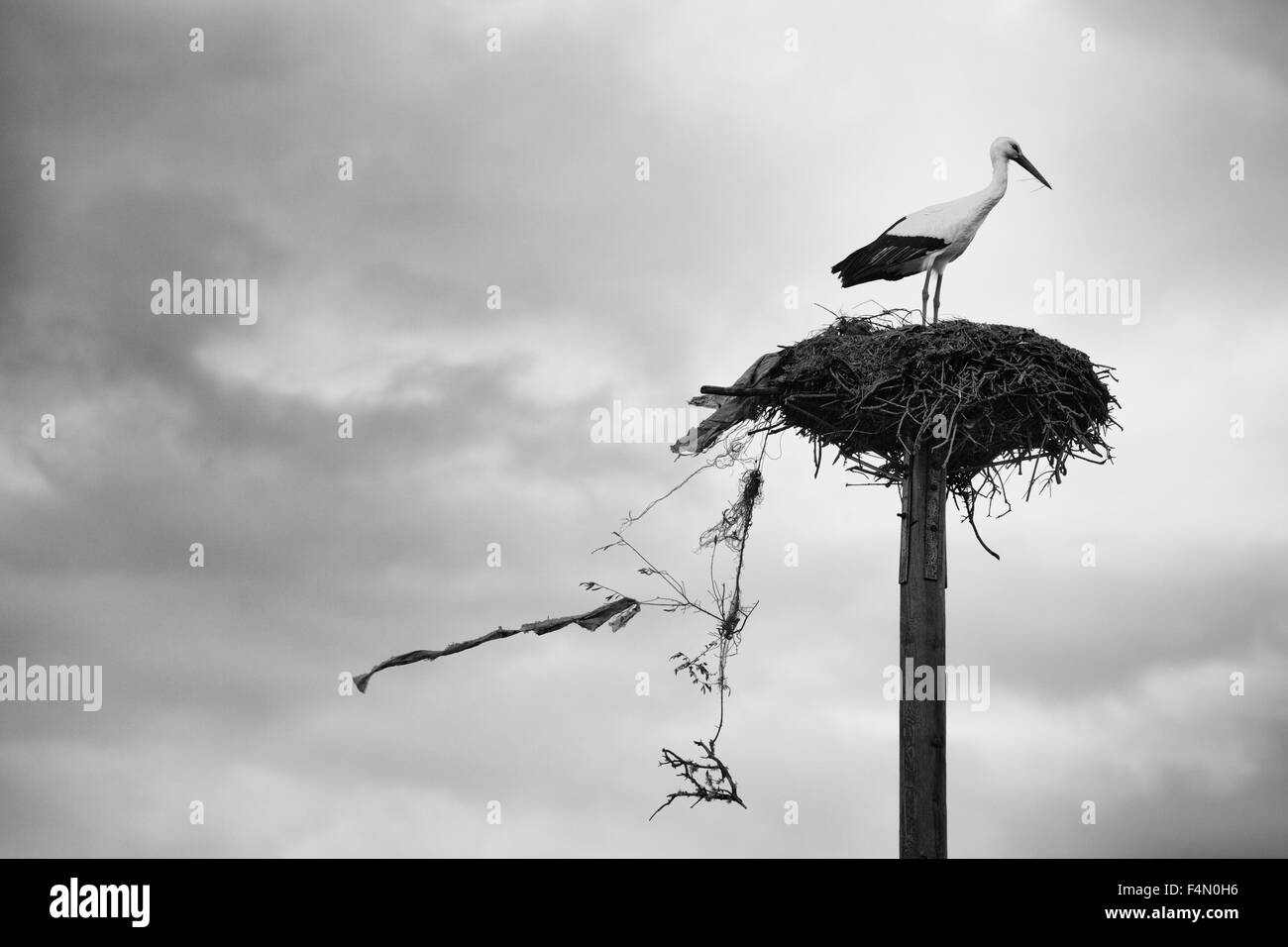 Stork rendendo il suo nido con rami e garbage un giorno nuvoloso Foto Stock