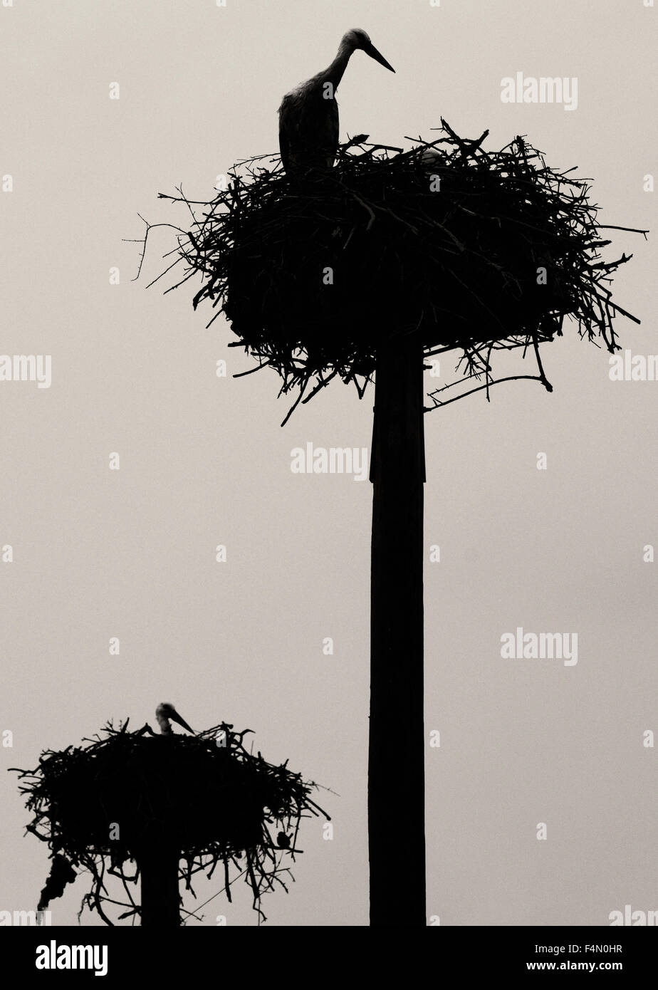 Colonia di cicogne in una zona protetta di Malpartida De Caceres, Spagna Foto Stock