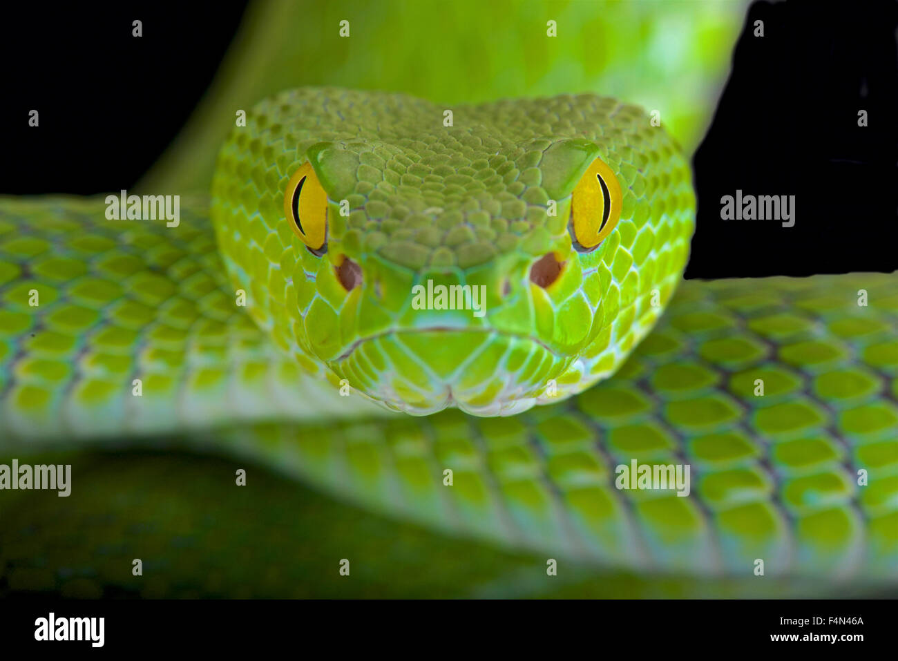 Occhi Di Serpente Velenoso Immagini e Fotos Stock - Alamy
