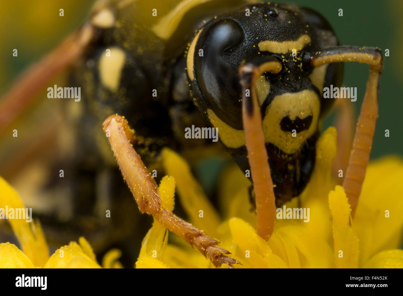 Nero e Giallo Wasp estrae il polline dal fiore giallo Foto Stock