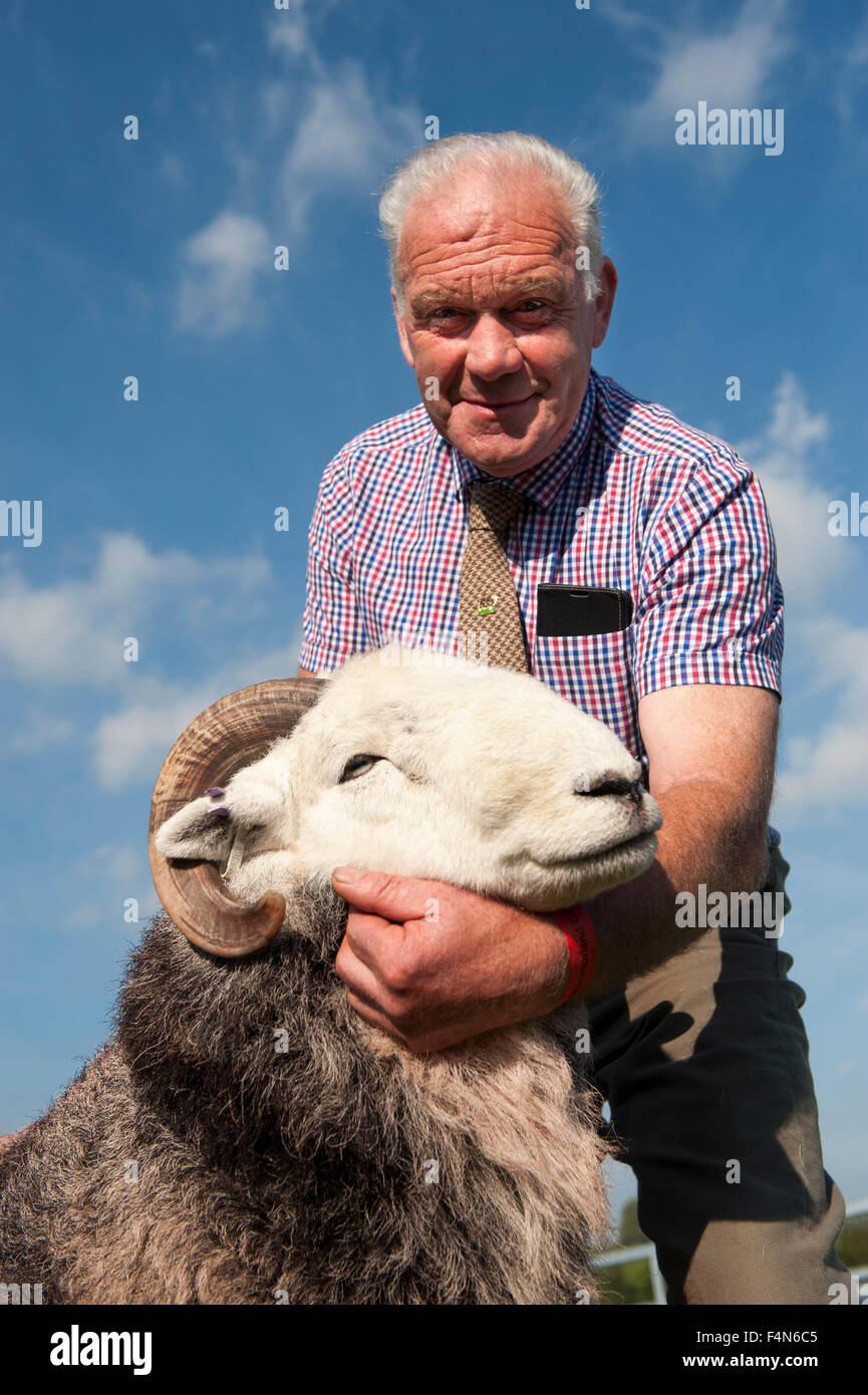 Mostra Herdwick pecore a Westmorland County show, Kendal Cumbria. Foto Stock