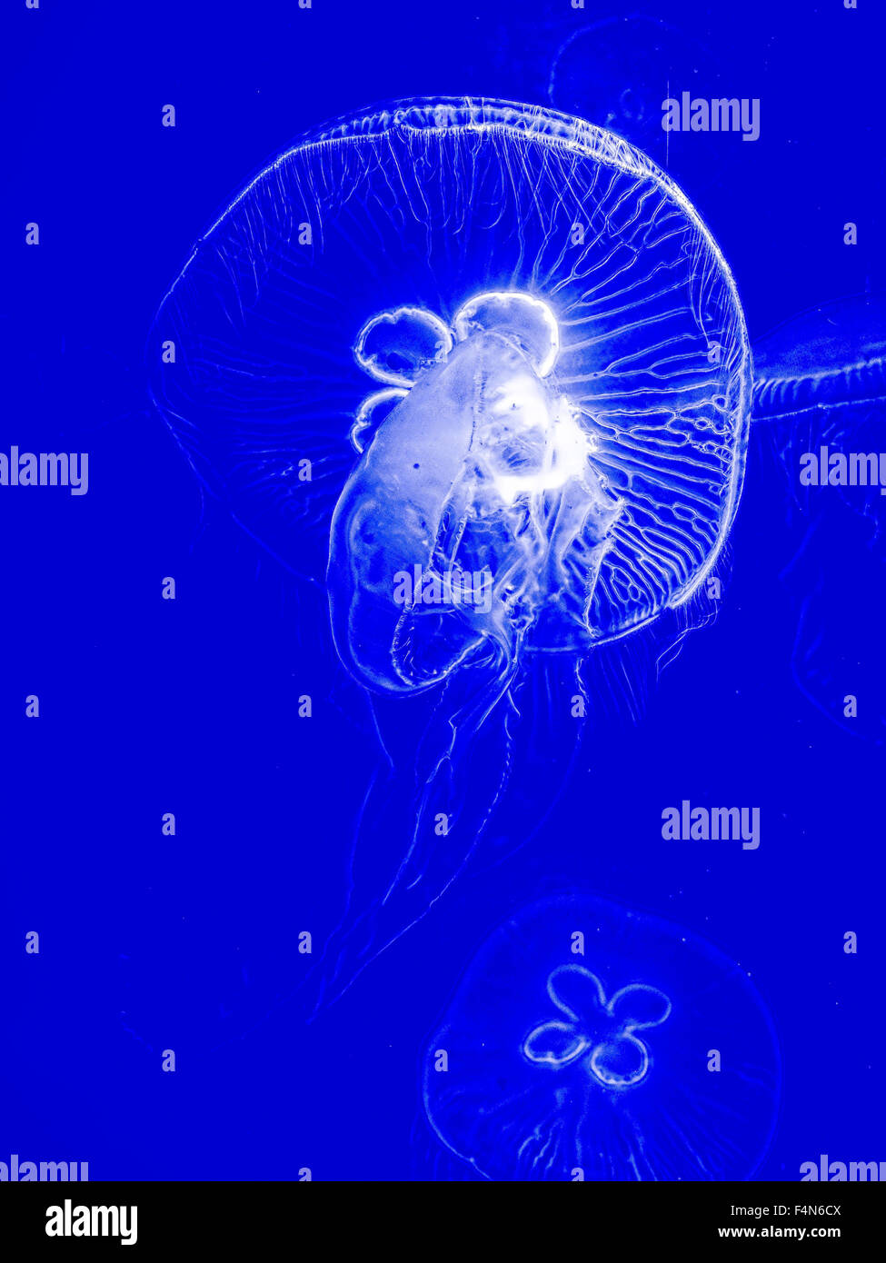Luna meduse, Aurelia aurita, captive Foto Stock