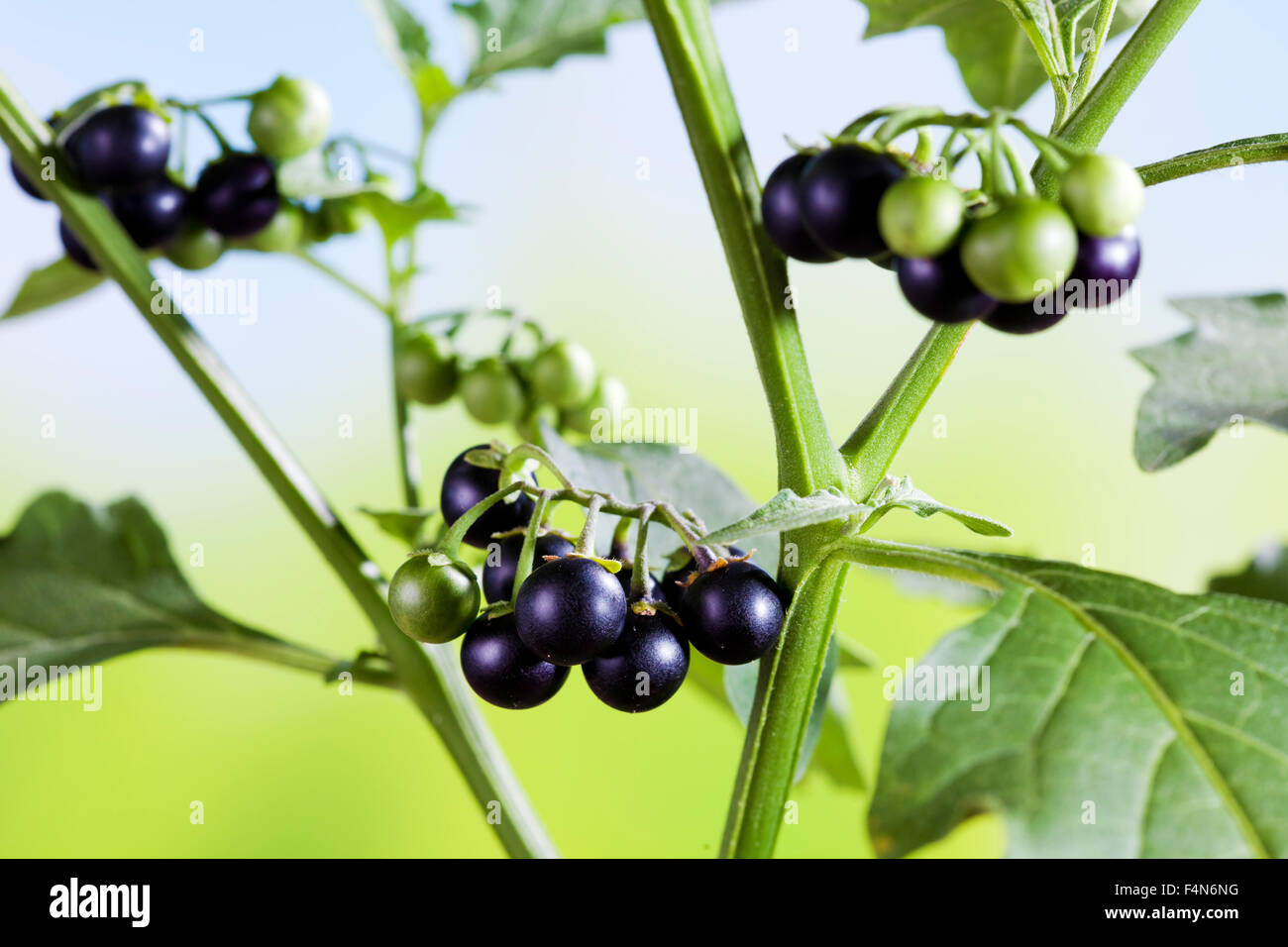 Erba Morella, Solanum nigrum, pianta velenosa, mature e frutti immaturi Foto Stock