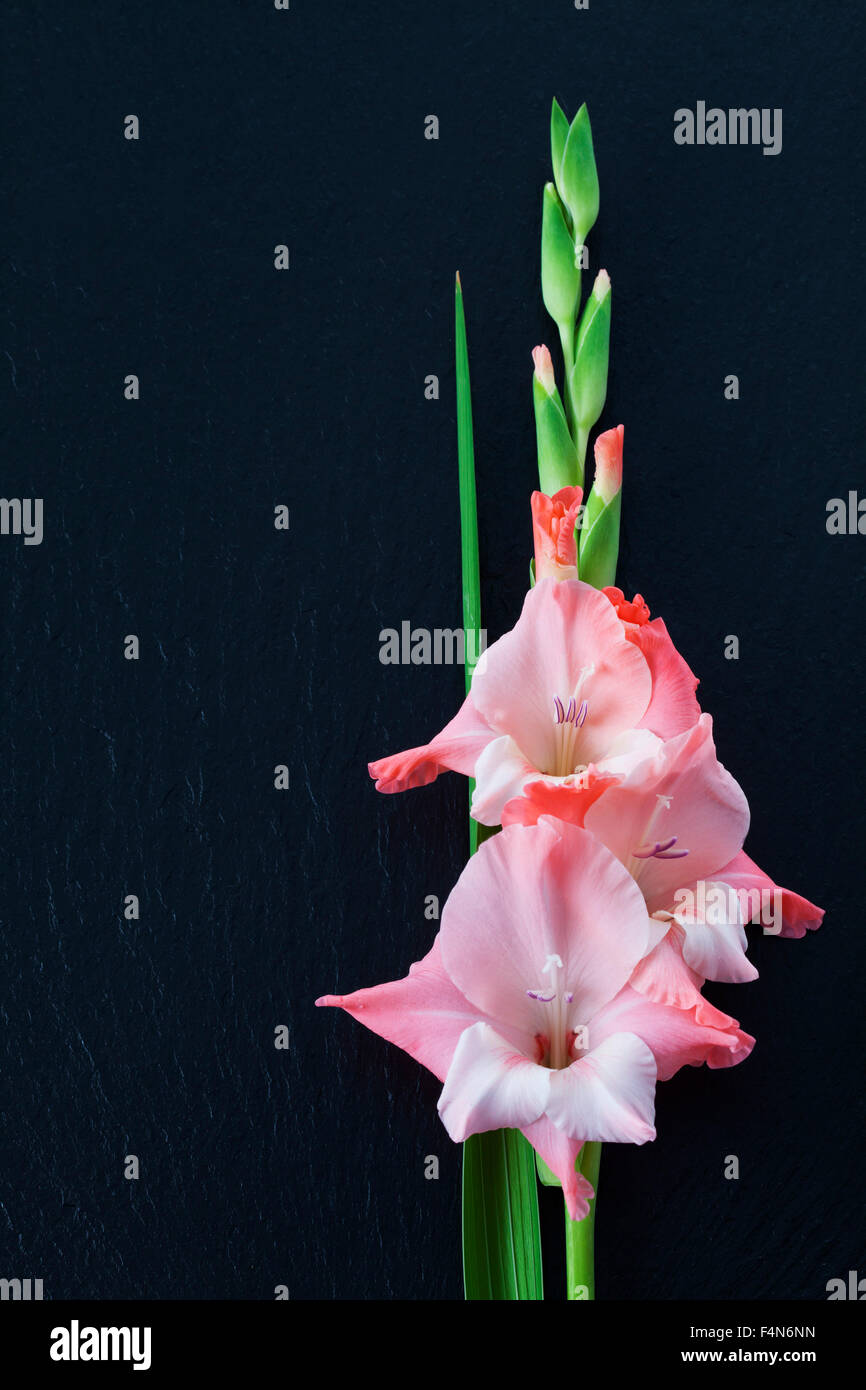 Rosa Bianco gladiolus, Gladiola, ardesia Foto Stock