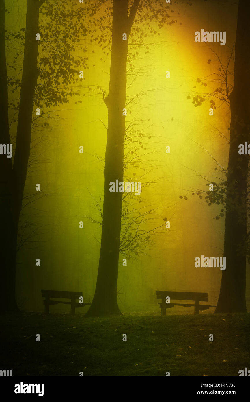 Panchine e alberi, nebbia, colorato, con texture effetto Foto Stock