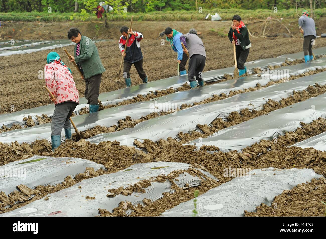 Hangzhou, cinese della Provincia di Zhejiang. Xx Apr, 2015. Agricoltori lavorano nel campo nella moderna agricoltura scientifica e tecnologica giardino dimostrativo in Jiaxing, est della Cina di Provincia dello Zhejiang, 20 aprile 2015. Nei primi tre trimestri di quest' anno il prodotto interno lordo (PIL) di Zhejiang hit 2.9684 trilioni di yuan (468.2 miliardi di dollari), fino a 8 per cento anno su anno, secondo i dati pubblicati dalla Zhejiang Ufficio provinciale delle statistiche. © Tan Jin/Xinhua/Alamy Live News Foto Stock