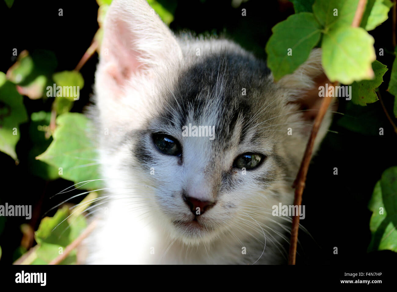 Piccolo gatto domestico del peering fuori del verde Foto Stock