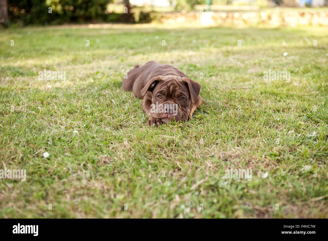 Olde English Bulldogge giacente sul prato Foto Stock
