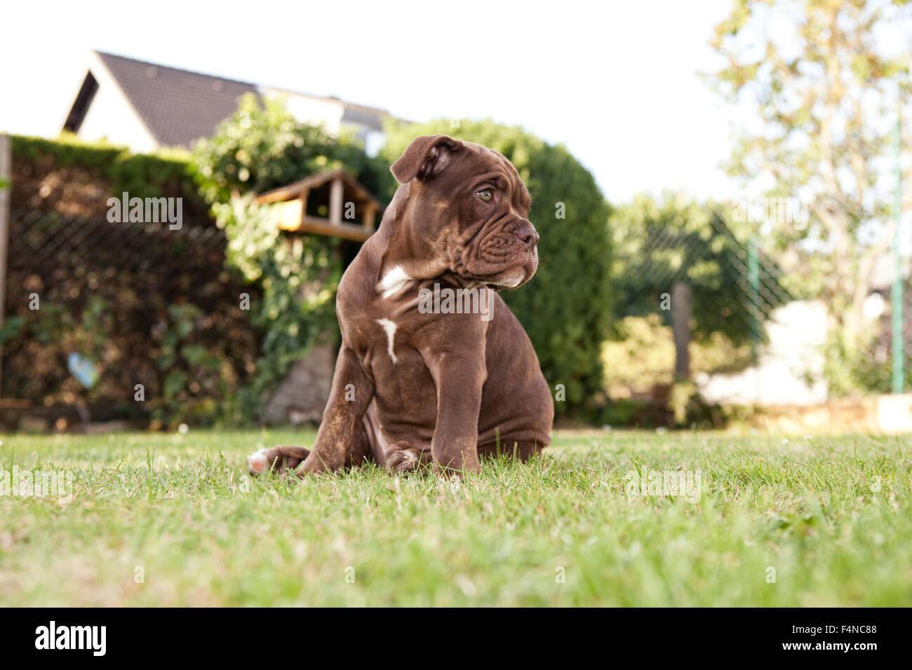 Ritratto di Olde English Bulldogge seduta sul prato Foto Stock