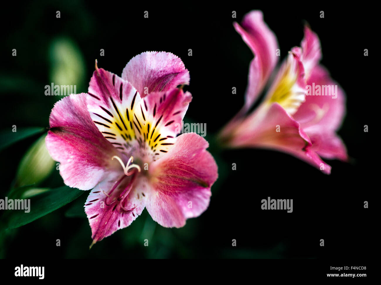 Dettaglio di un fiore giardino, Alstroemeria aurea Foto Stock