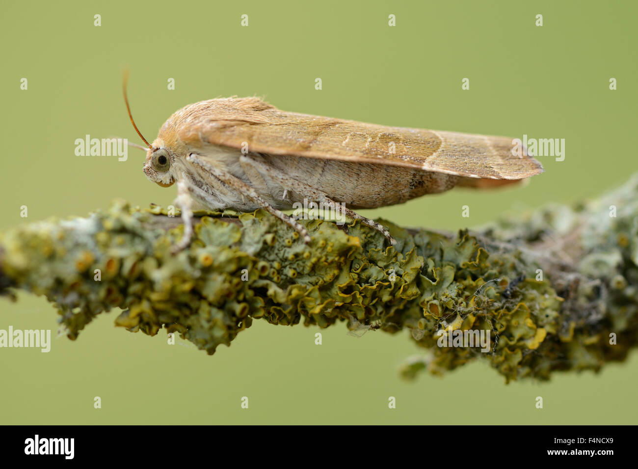 Ampia-delimitata underwing giallo, Noctua fimbriata Foto Stock