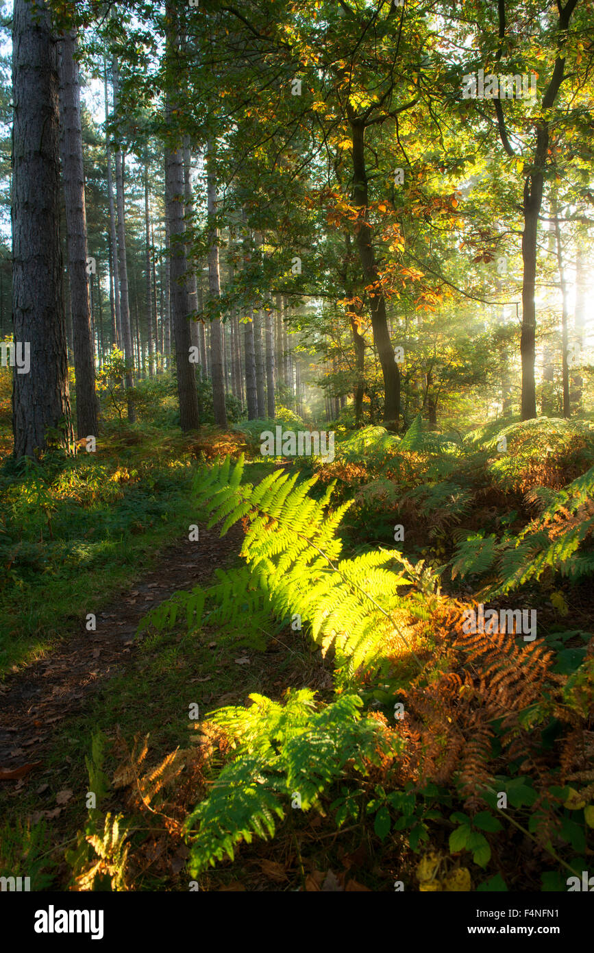 In autunno la luce del mattino nella foresta di Sherwood, Nottinghamshire England Regno Unito Foto Stock